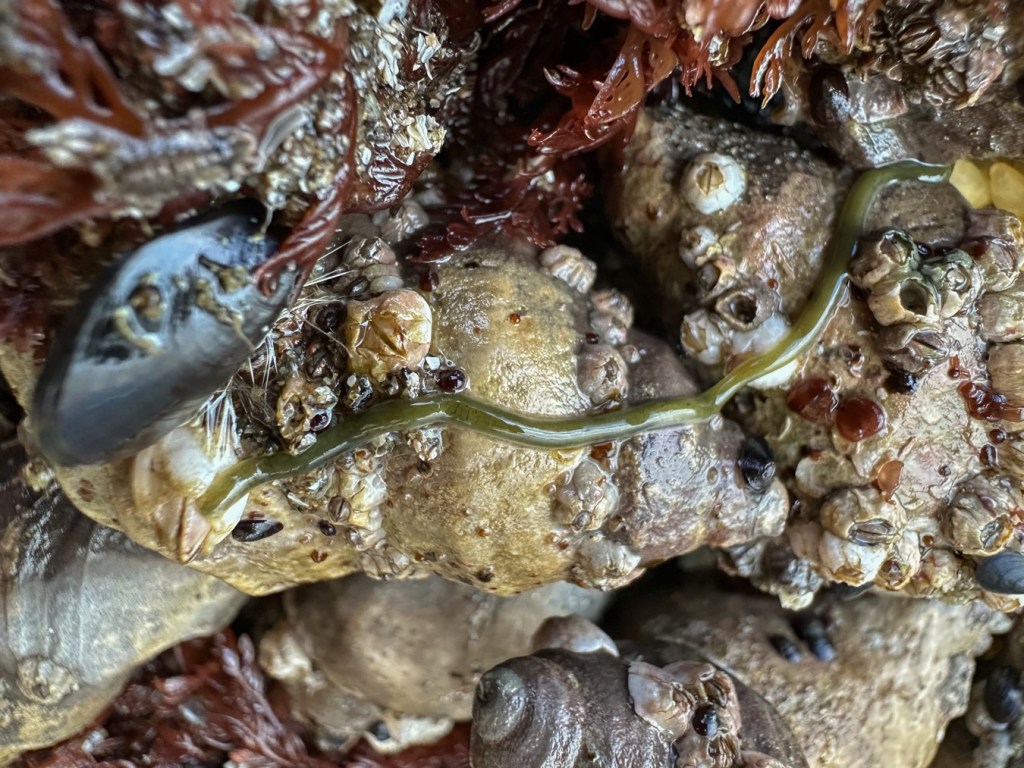 A green-colored ribbon worm, possibly Emplectonema viride, stretching over Nucella on a densely occupied rock surface.