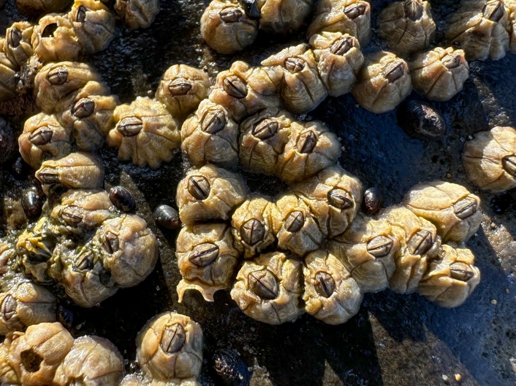 Closeup on about 25 fairly densely packed Chthamalus dalli on the surface of a rock.