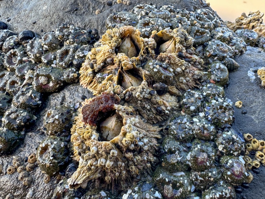 A mid intertidal scene featuring four good-sized Semibalanus cariosus, surrounded by Anthopleura elegantissima. The walls of the barnacles host lots of other smaller barnacles and other intertidal creatures.