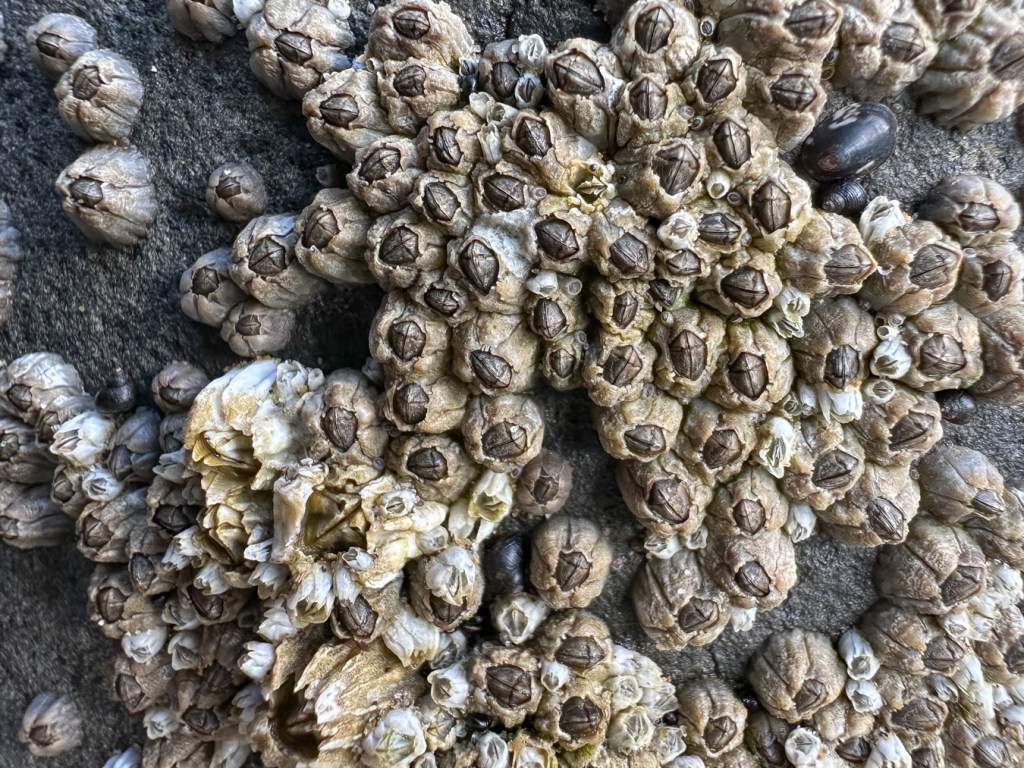 Chthamalus dalli and Balanus glandula share space on a rock.