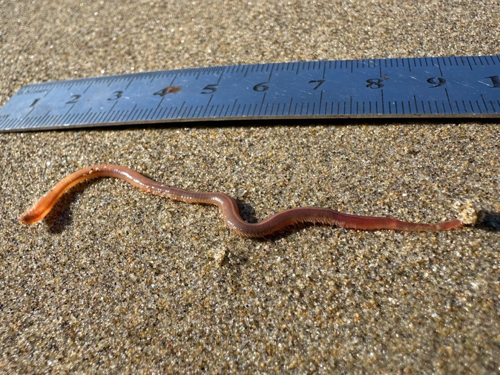 A worm, probably Glycera, on beach sand. The hole it emerged from is also visible near its tail. 15 cm rule for scale.