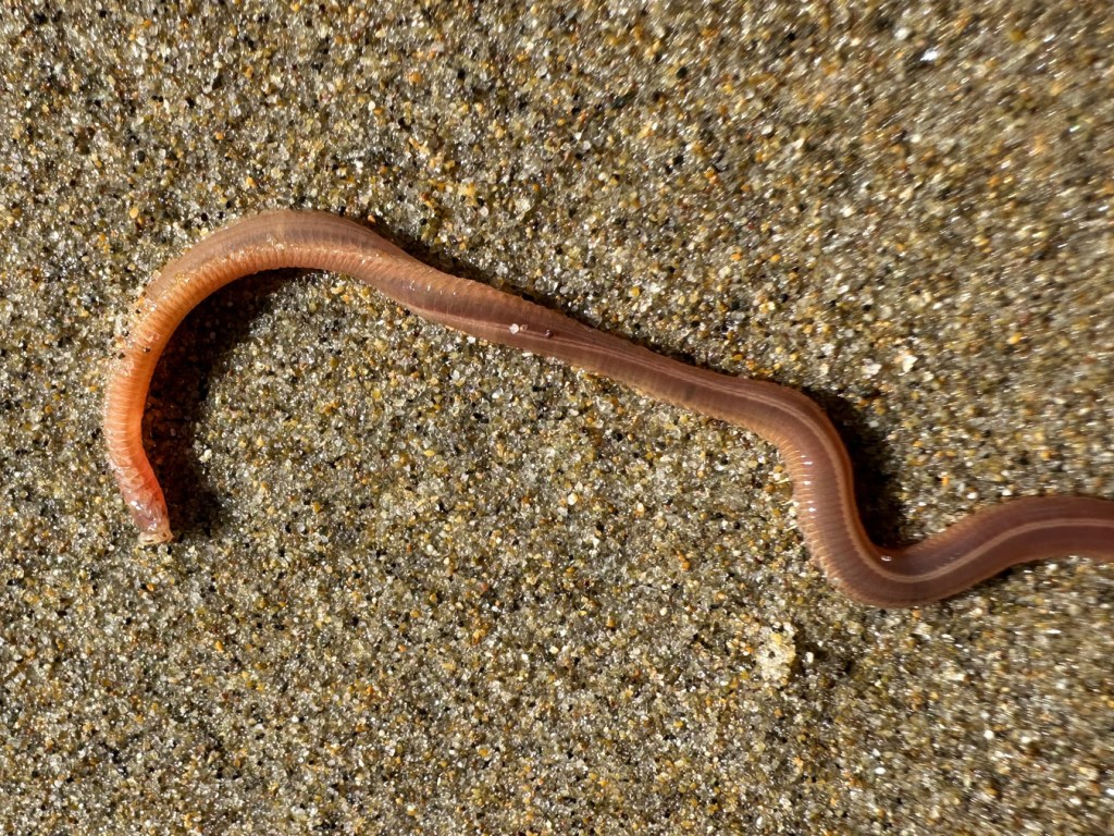 A worm, probably Glycera, writhing on beach sand.