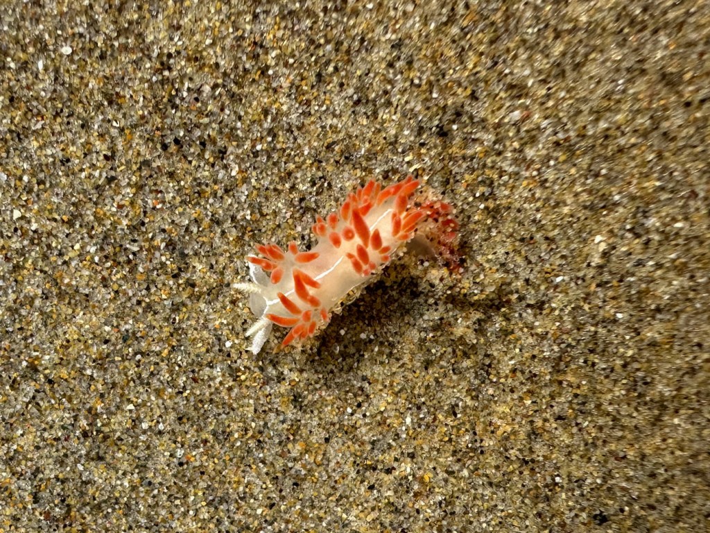 Nudibranch, seemingly dislodged and kind of adrift in the bottom of a shallow sand-filled pool. in a shallow tidepool.