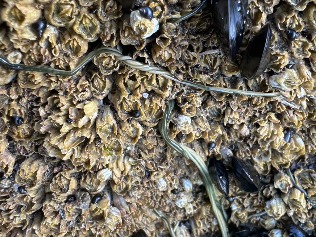 A few green-colored ribbon worms, possibly Emplectonema viride, twisted around each other on a barnacle-encrusted surface.