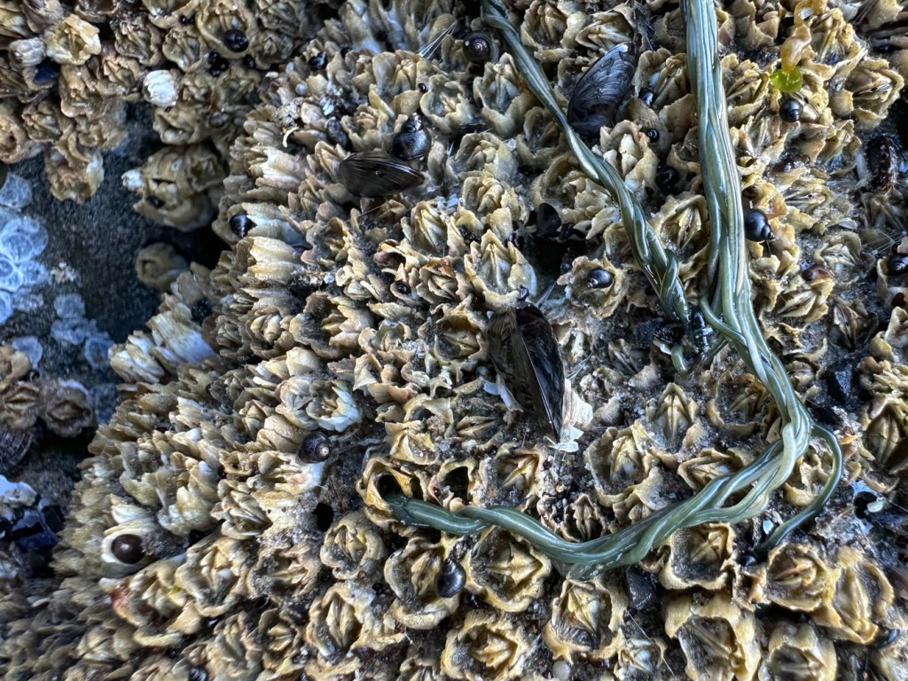 A few green-colored ribbon worms, possibly Emplectonema viride, twisted around each other on a barnacle-encrusted surface.