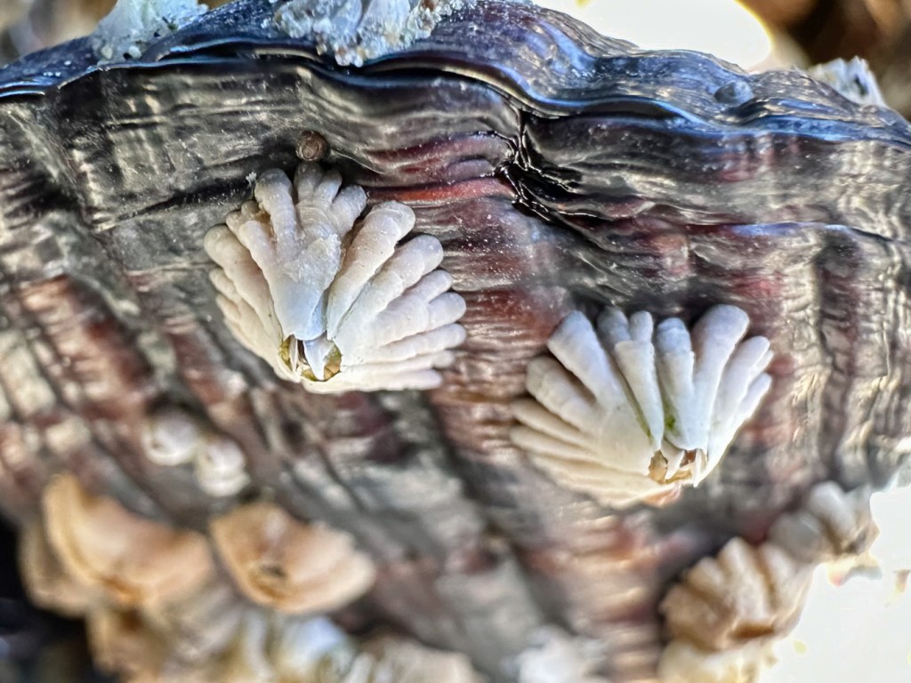 Closeup on two small thatched barnacles Semibalanus cariosus on the underside of a California mussel Mytilus californianus.