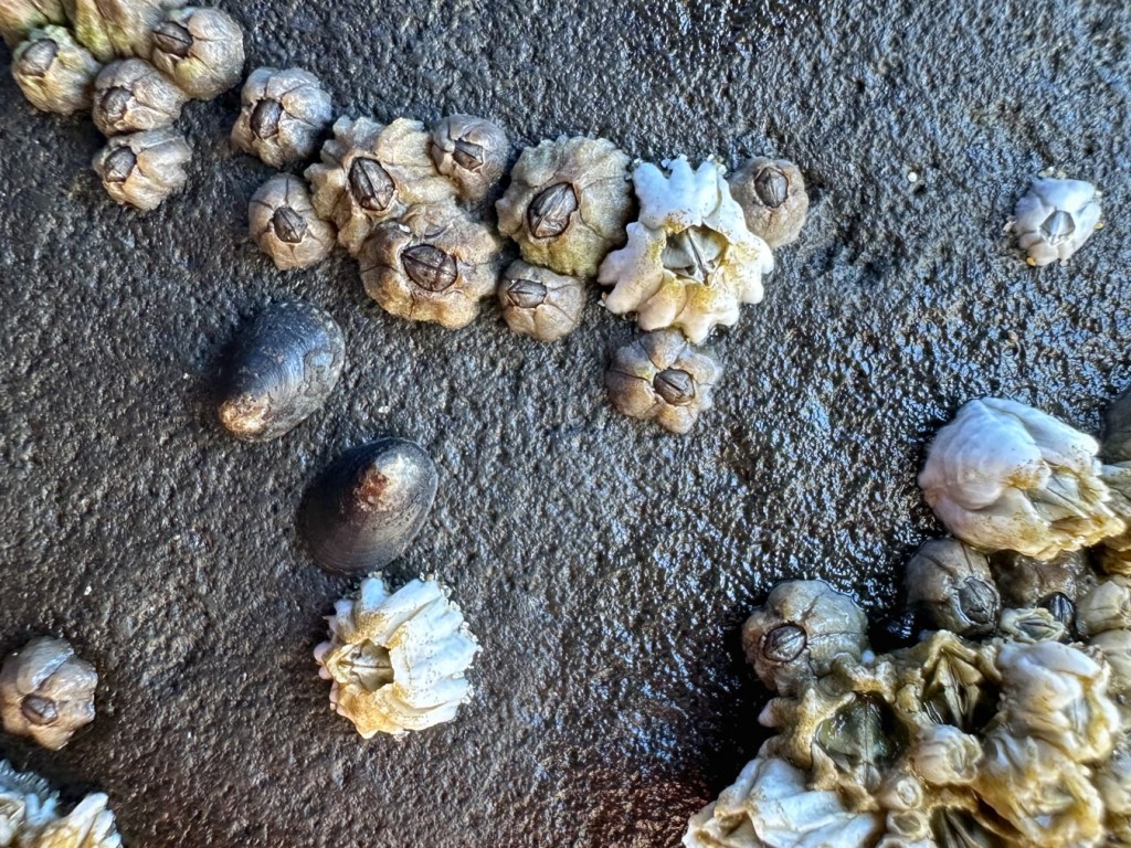 Closeup of Chthamalus dalli and Balanus glandula sharing space on a rock along with a couple limpets.