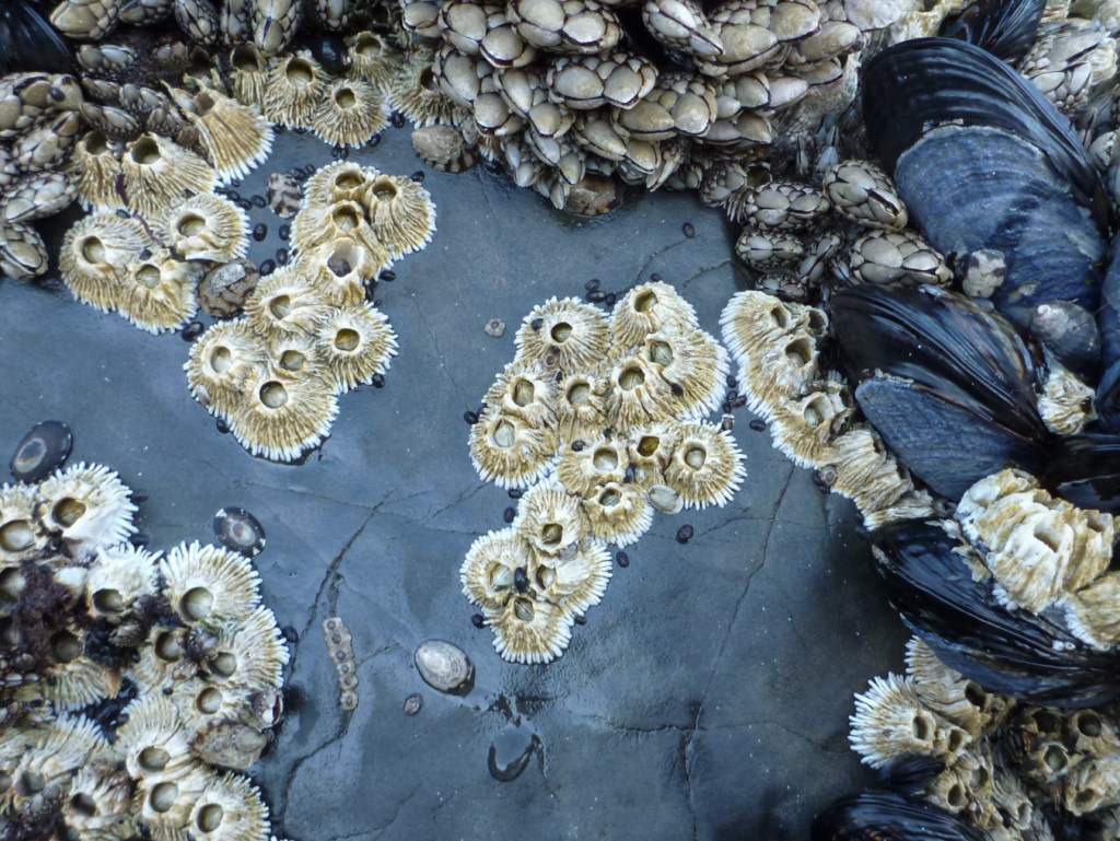 Thirty or so thatched barnacles Semibalanus cariosus, showing off the thatched look of uneroded shells. Pollicipes polymerus, Mytilus californianus, and a few limpets also appear in the scene.