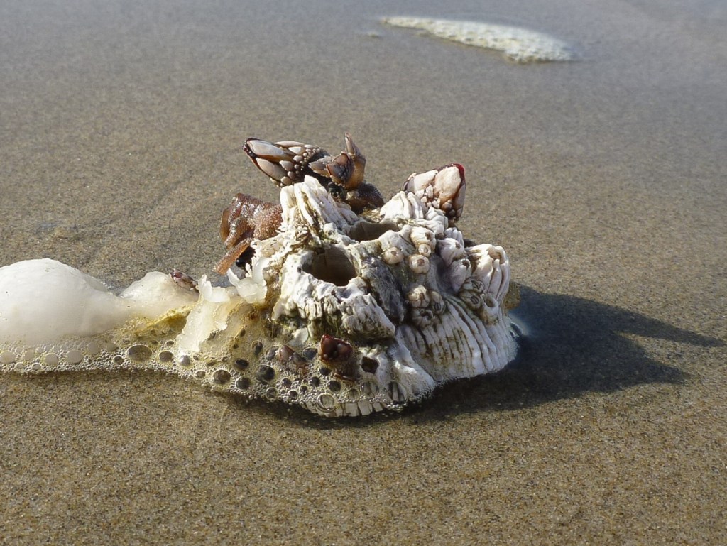 A drifted jumble of thatched barnacles Semibalanus cariosus attached one upon another rests on the sand. The party also includes a few gooseneck barnacles, Pollicipes polymerus. 