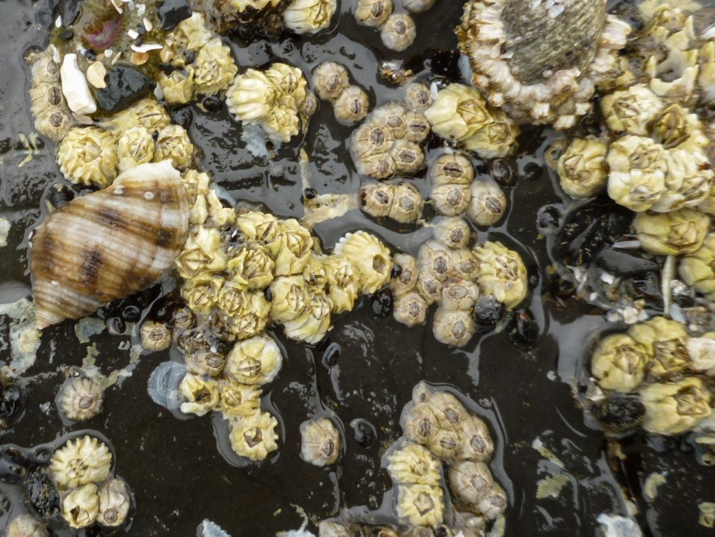 Chthamalus dalli and Balanus glandula share space on a rock, along with a couple Nucella.