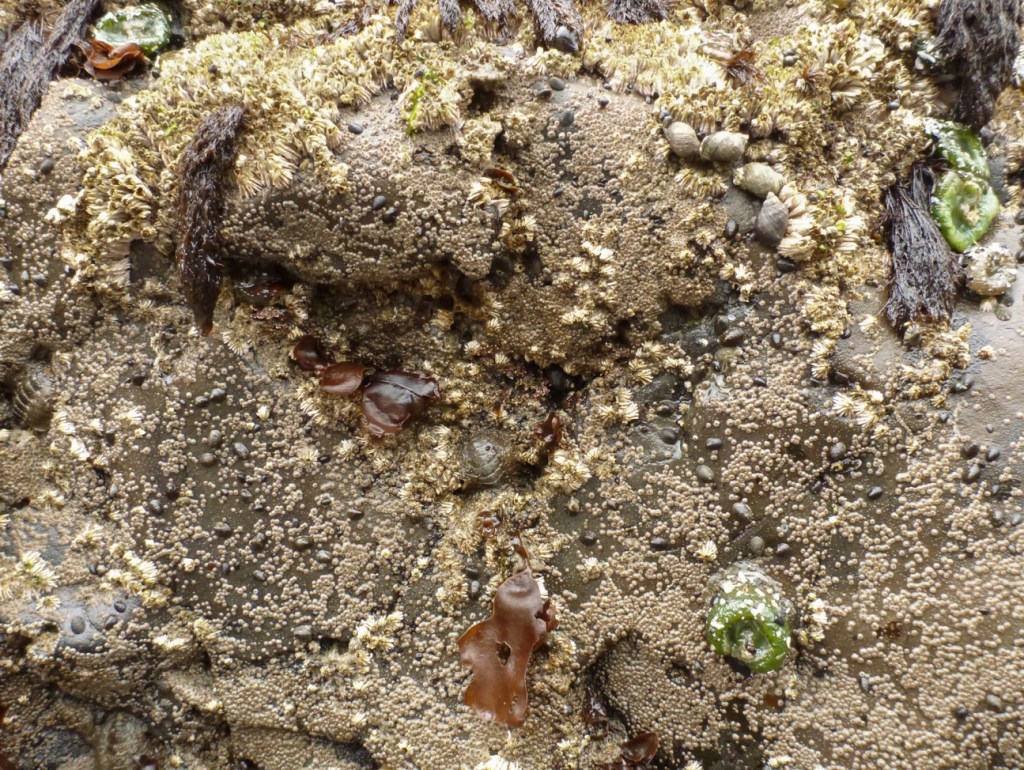 A mid intertidal rock inhabited mostly by Chthamalus dalli, joined by adult and juvenile Semiblanus cariosus, a few Nucella, a couple red tufts, a couple red blades, a few giant green anemones, and a few small limpets.