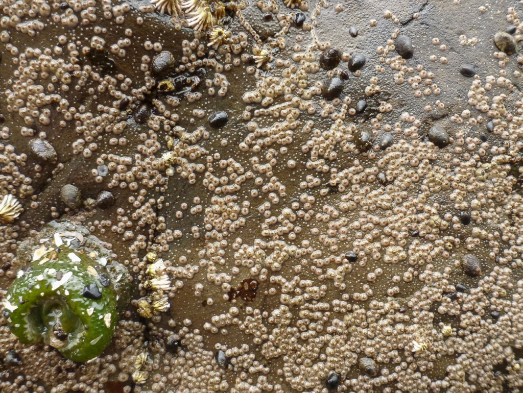 A mid intertidal rock inhabited mostly by Chthamalus dalli, joined by one giant green anemone, a few juvenile Semiblanus cariosus, and several small limpets.