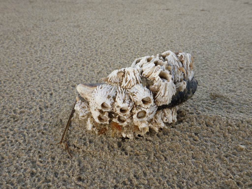 A lone detached and drifted California mussels Mytilus californianus shell on beach sand is almost completely obscured by a covering of attached medium-sized thatched barnacles Semibalanus cariosus.