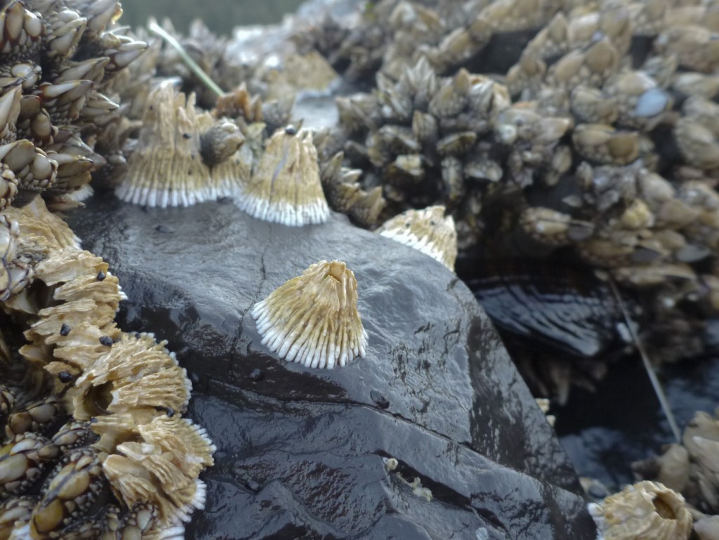 A few thatched barnacles Semibalanus cariosus, showing off the thatched look of uneroded shells. Pollicipes polymerus in the background.