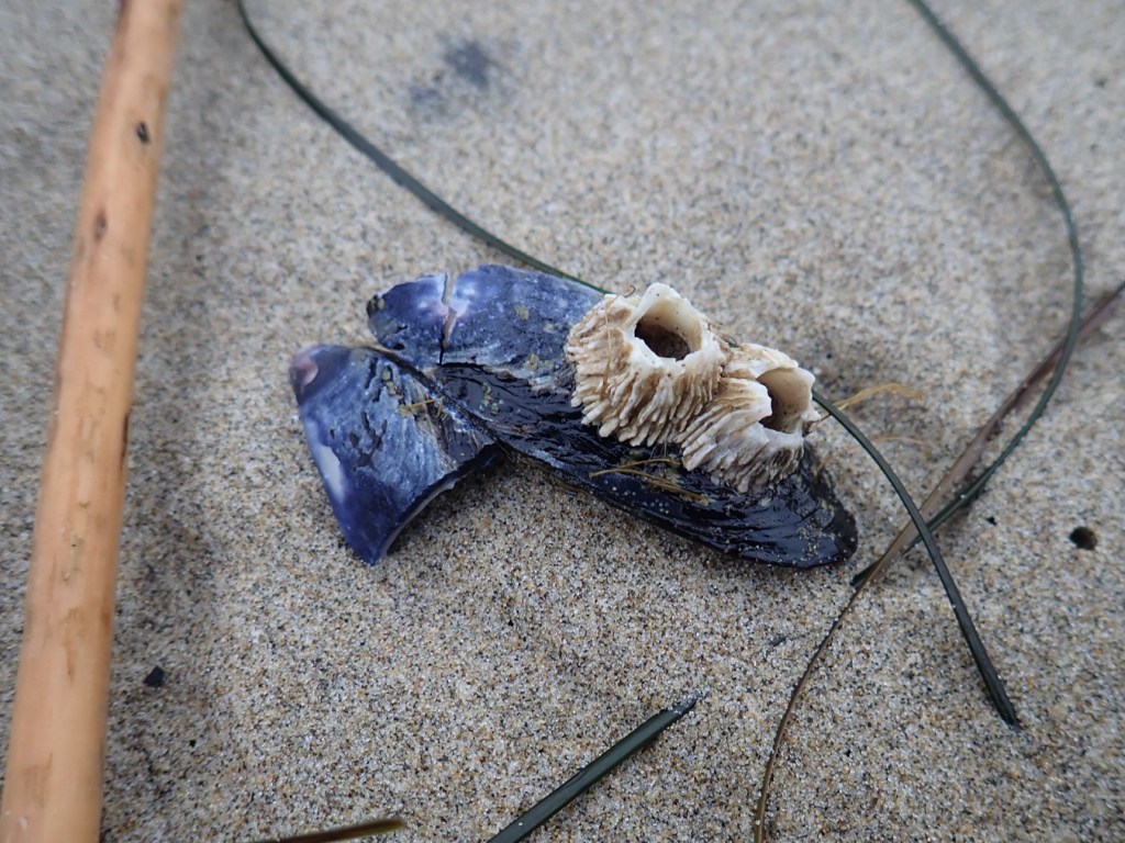 One valve of a drifted California mussels Mytilus californianus shell (and an attached fragment of the other valve) rests on the sand. Attached are two medium-sized  thatched barnacles Semibalanus cariosus.