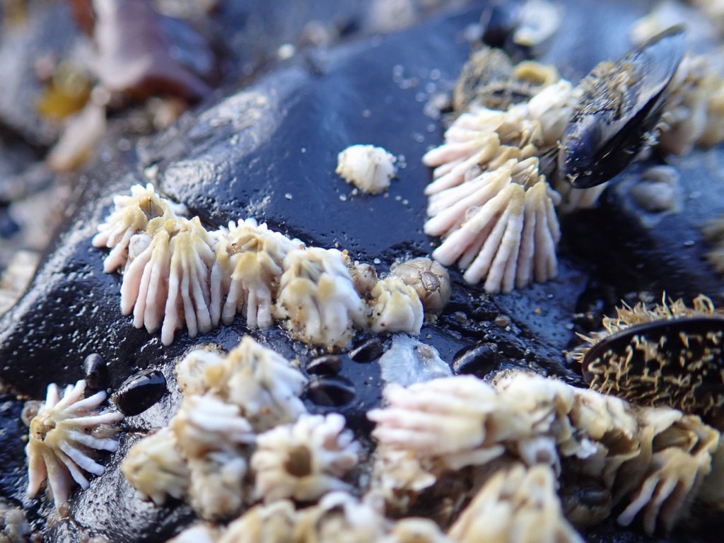 Small thatched barnacles Semibalanus cariosus on a smooth mid intertidal rock.