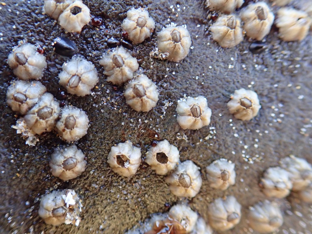 Chthamalus dalli scattered on the surface of a rock.