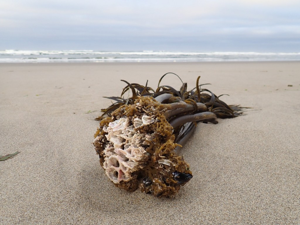 On an expanse of beach, a drift Postelsia, laying on its side, reveals the underside of its holdfast. Embedded in the holdfast are a dense collection of thatched barnacle Semibalanus cariosus shells. In the distance, beach, the surf zone, and beyond. Cloudy sky.