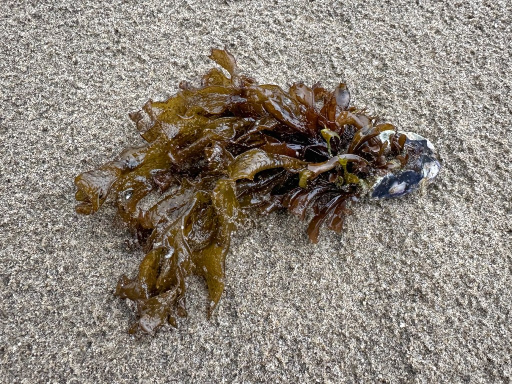 A tuft of Mastocarpus attached to a California mussel shell rests on the sand. The sand is dimpled by raindrops.