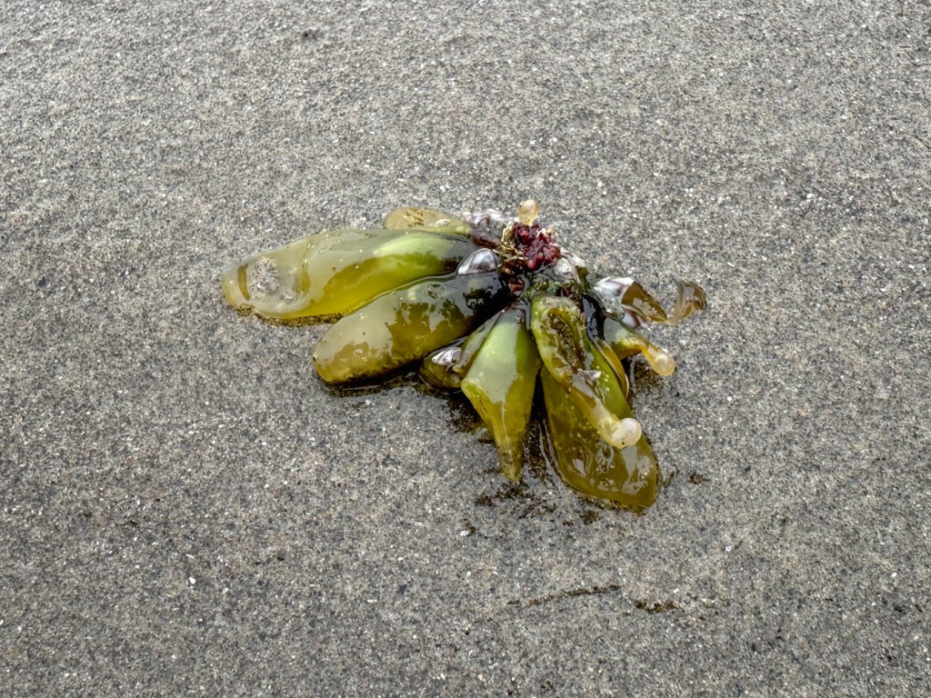 Drifted clump of sea sacs, Halosaccion, rests on the sand. A few pelagic gooseneck barnacles have hitched a ride.