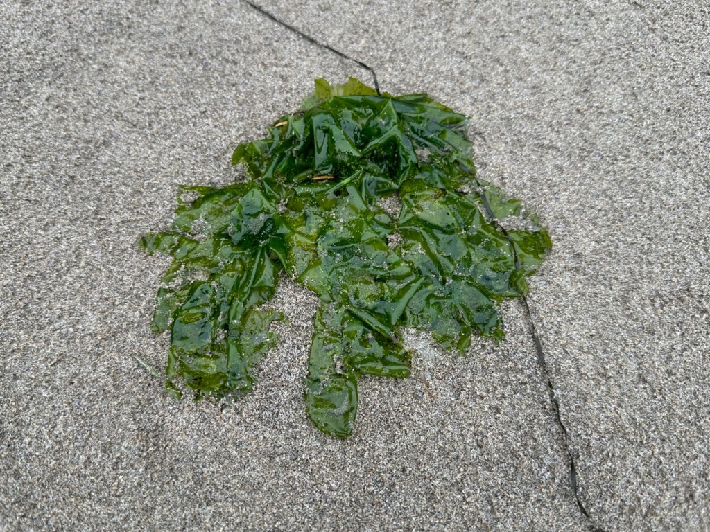 Drifted sea lettuce, Ulva (probably), rests on the sand.