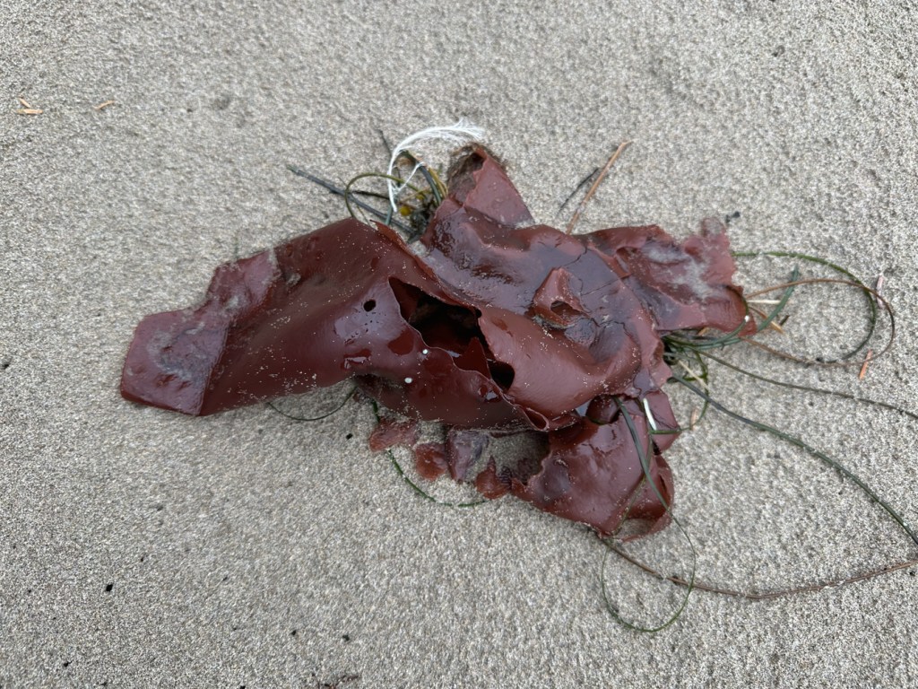 Drifted red blades, a little surfgrass, and a white feather rest on the sand. 