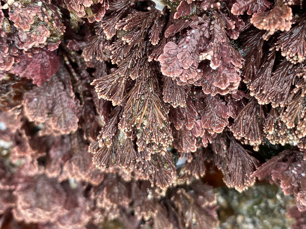 Closeup of a few tufts of Corallina vancouveriensis and neighboring Bossiella.