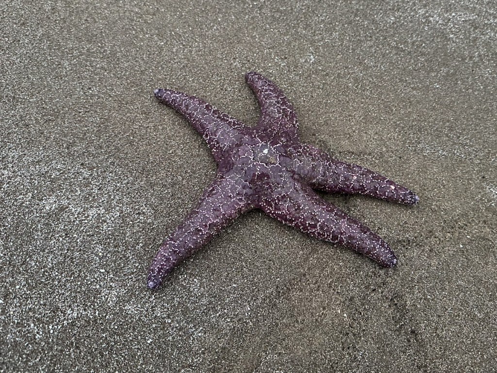 A lone starfish Pisaster ochraceus rests on the sand.
