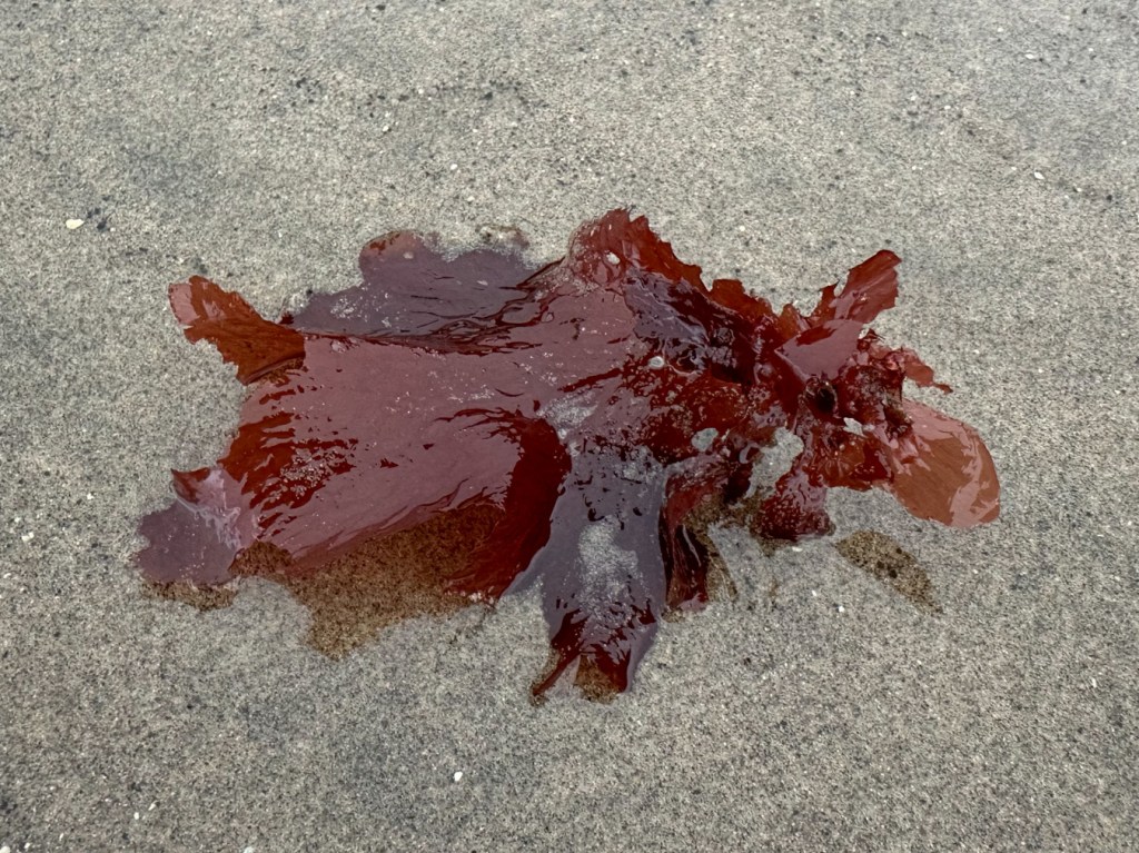 Red blades with lovely venation.