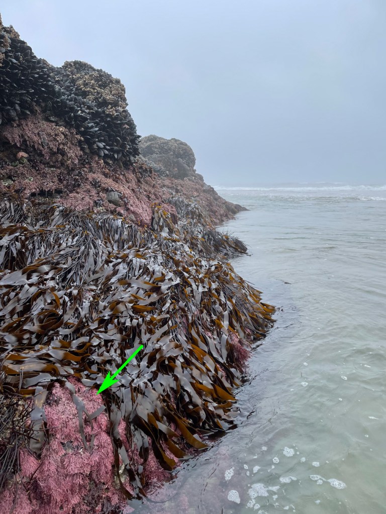 Low tide seascape. In the foreground, on a tall rock jutting from the sand, a patch of Bossiella-like articulated coralline shows through a band of Laminaria sinclairii. Foggy sky.