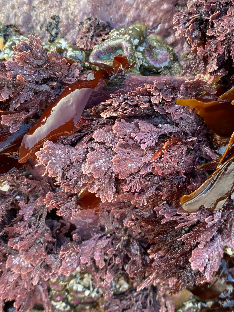 Bossiella-like articulated coralline, a few red blades, and anemones (Anthopleura elegantissima).