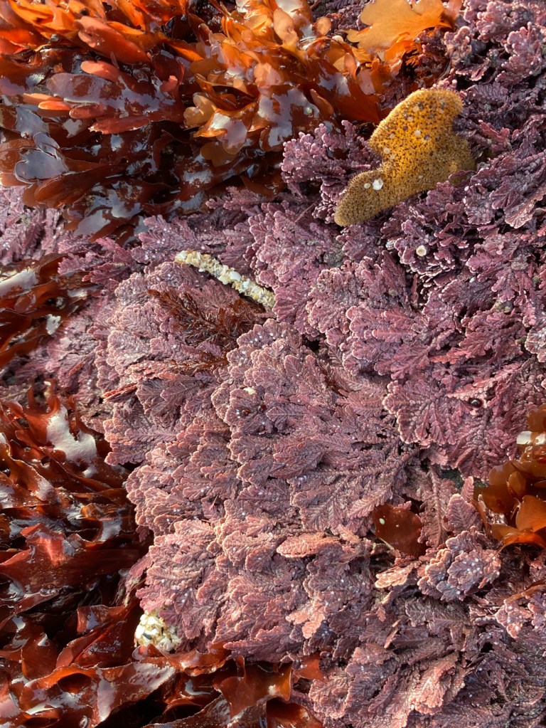 Morning light on a patch of pinnate Bossiella-like articulated coralline nestled in among red blades. 