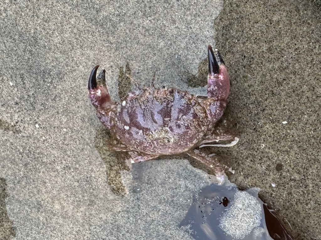 A disturbed Glebocarcinus oregonensis pygmy rock crab, pinching claws up, on the sand.