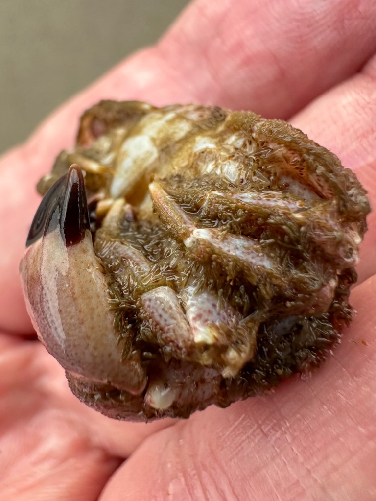 Closeup of a hand-held Glebocarcinus oregonensis pygmy rock crab curled up in its defensive posture.