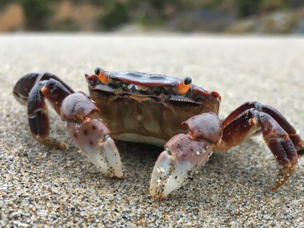 Eye-level closeup of a purple shore crab Hemigrapsus nudus out on the beach. 