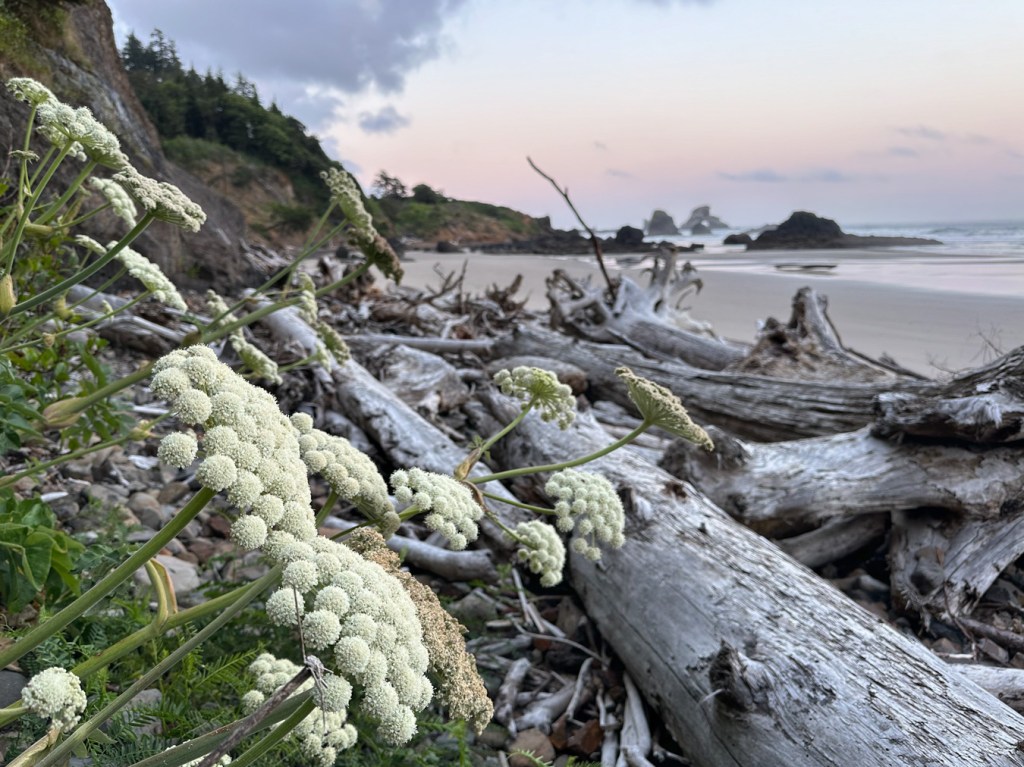 Sea-watch Angelica presides over the zone of big wood. Colored morning sky, mostly cloud free.