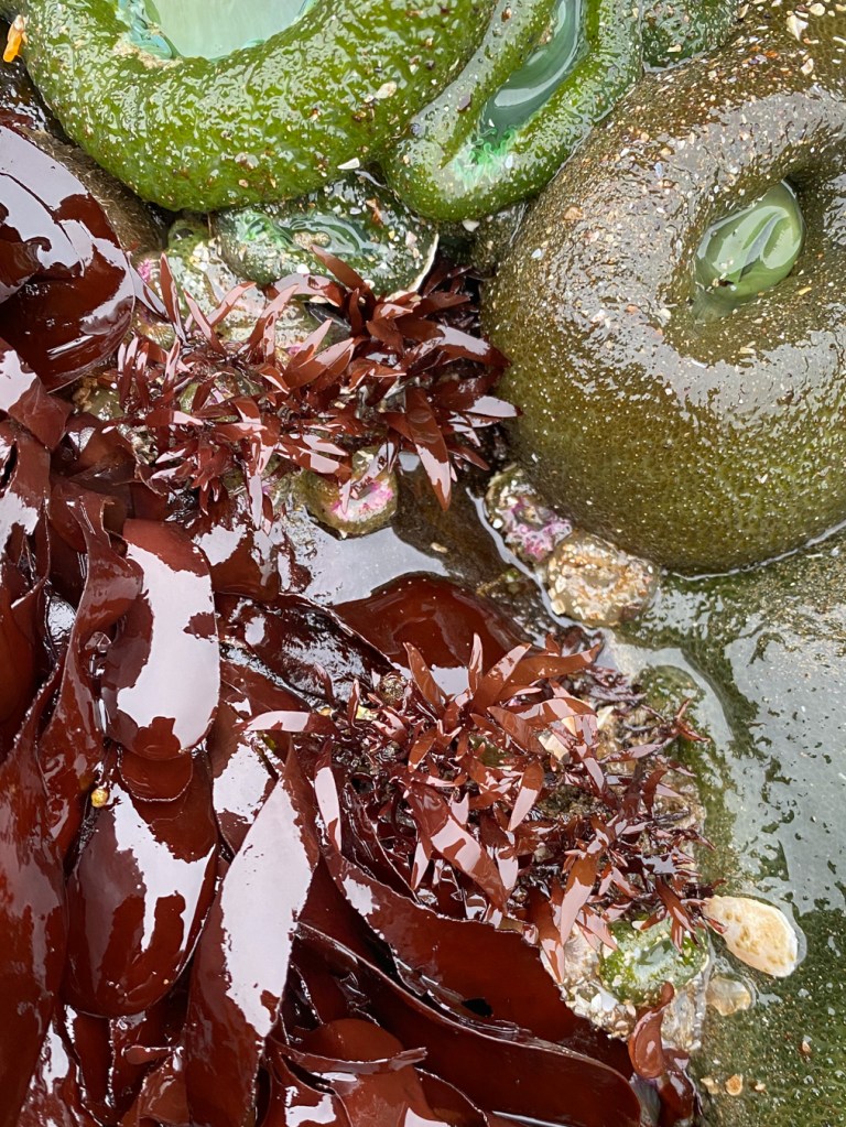 Prionitis on mid to low rocks among anemones and other red blades.