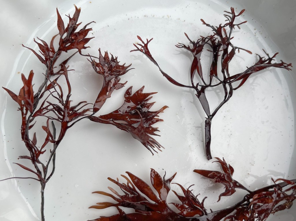 A selection of fairly small Prionitis examples plucked from mid to high pools and laid out in a white bowl.