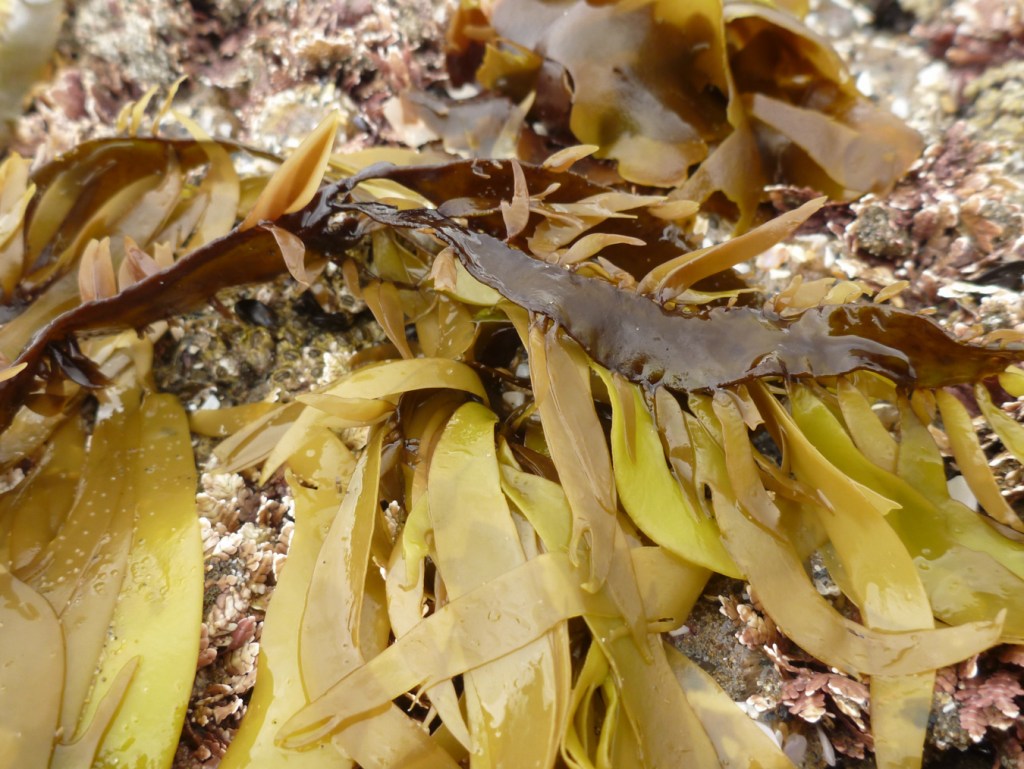 Closeup on a fairly large Prionitis example draped across a mid intertidal rock. Corallines, Anthopleura elegantissima, and some unidentified blades in the background.