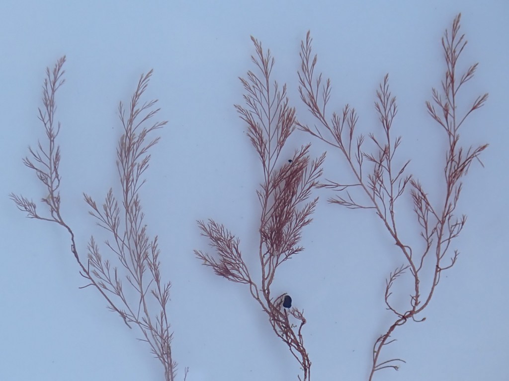Closeup of a few fronds of Polysiphonia in a shallow bowl.
