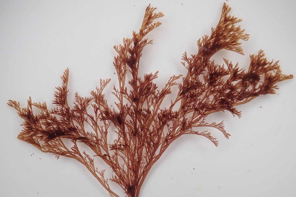 Closeup of a Herpochondria borealis coarse sea lace frond floating in a shallow bowl