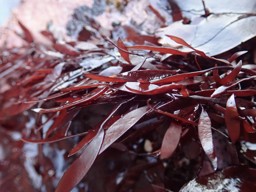 Closeup on a low intertidal Prionitis.
