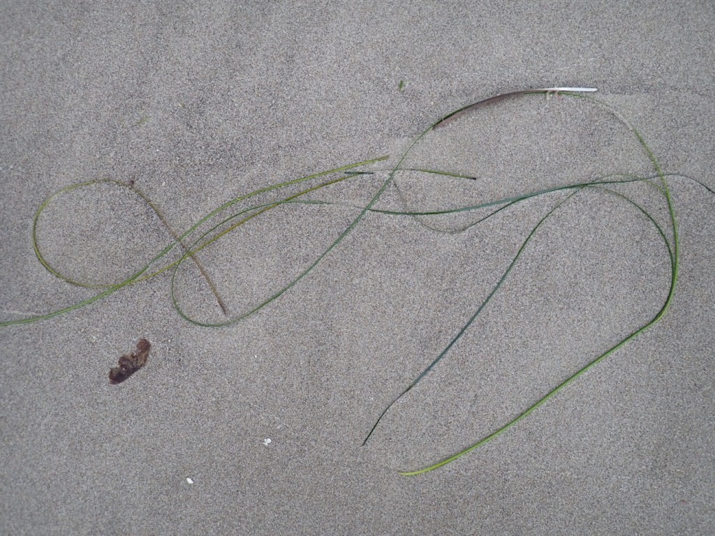 Two or three blades of drift surfgrass Phyllospadix laid out gracefully on the sand.