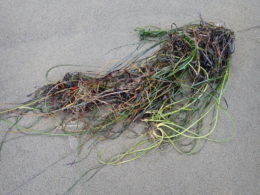 A small drift mass of Phyllospadix surfgrass rests on the sand.