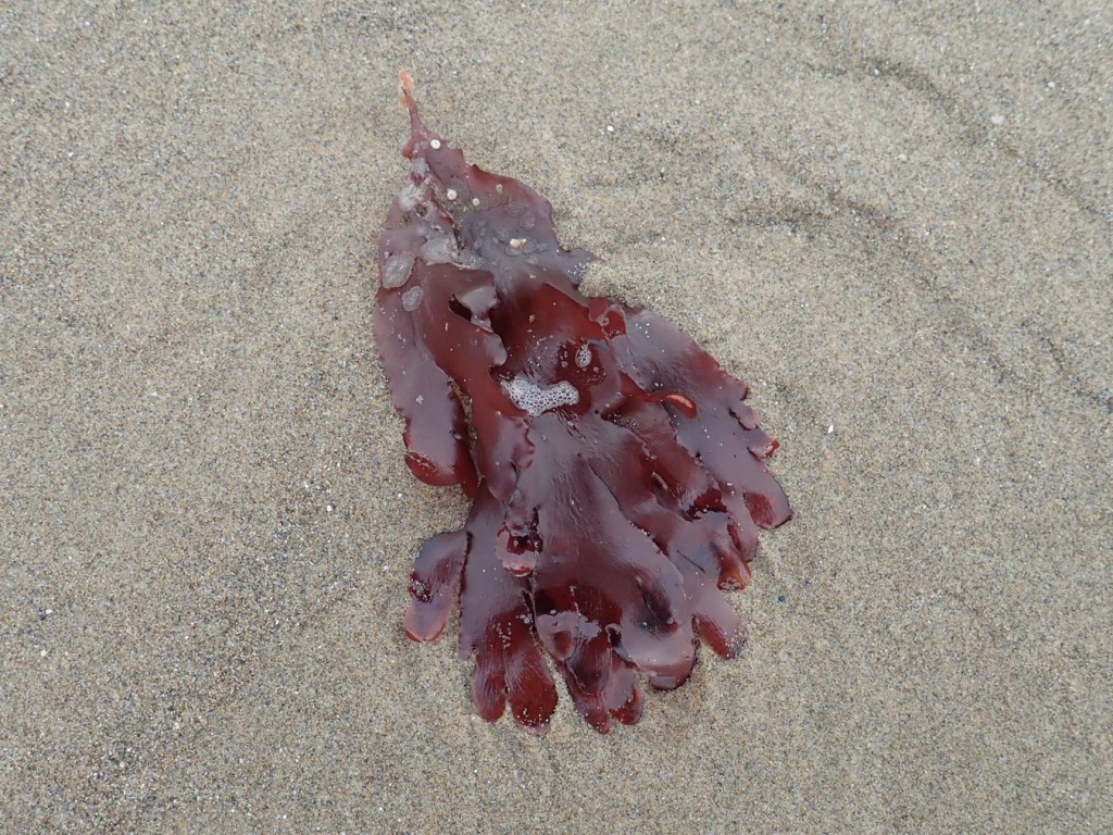 An unidentified red blade rests on the sand.