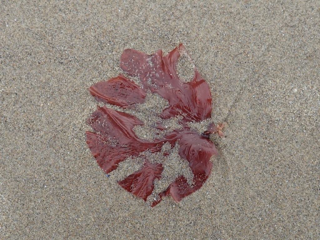 A red blade rests on the sand. It's venation and layout resembles that of Polyneura.