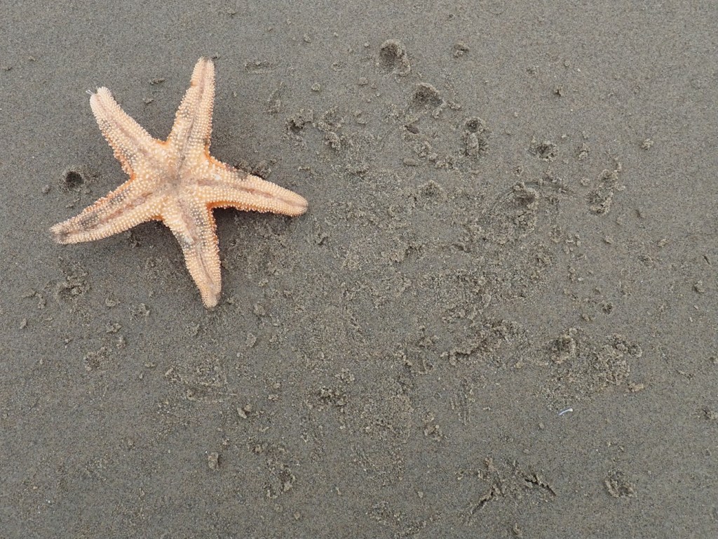 Surrounded by bird tracks, an upside down Pisaster ochraceus rests on the sand.