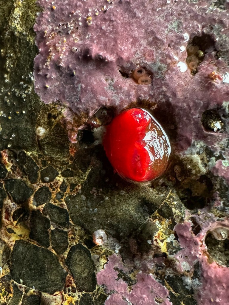 Crimson siphons poke out of a hole in a low intertidal rock. Smaller siphons appear in adjacent holes.
