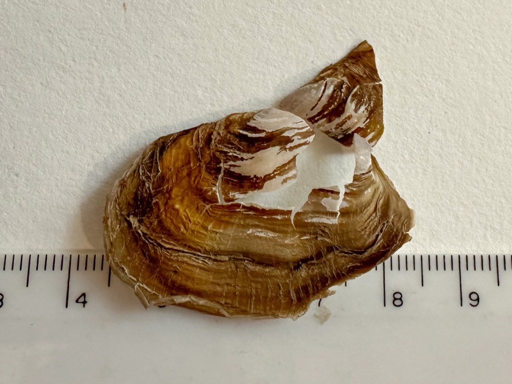 Entodesma navicula: exterior surface of the right valve (I think) and a small fragment of the left valve on a white paper background. The shell is dried and cracked. A cm rule for scale.)