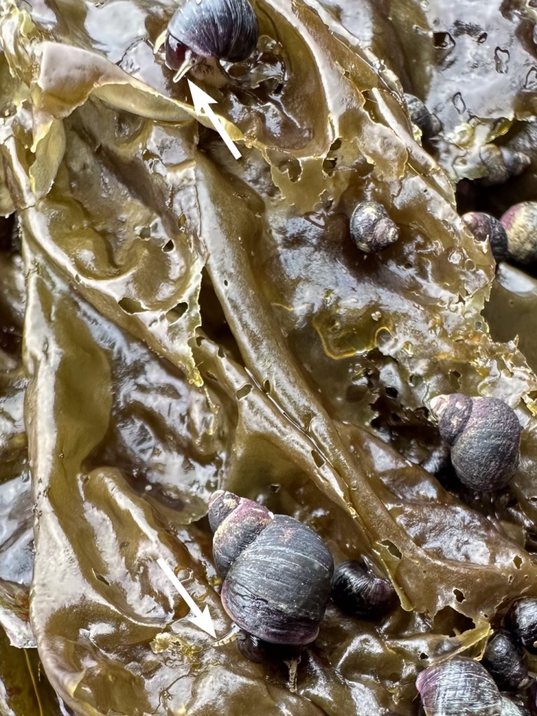 Closeup on two periwinkles Littorina on a bed of seaweed, Pyropia, I think. Arrows indicate the tentacles.